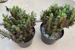 Mature Royal Red | Good Luck Plant -Cheap Plantly Store il fullxfull.3241687291 bp0r