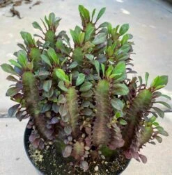 Mature Royal Red | Good Luck Plant -Cheap Plantly Store il fullxfull.3241687357 hu98
