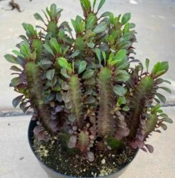 Mature Royal Red | Good Luck Plant -Cheap Plantly Store il fullxfull.3241687459 j3ac