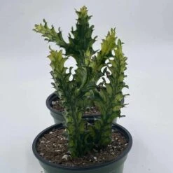 Variegated Euphorbia Trigona, 4 Inch Pot Tricolor African Milktree, Varigated 1 Stem Per Pot -Cheap Plantly Store il fullxfull.3243781448 dkw8