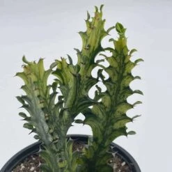 Variegated Euphorbia Trigona, 4 Inch Pot Tricolor African Milktree, Varigated 1 Stem Per Pot -Cheap Plantly Store il fullxfull.3243781488 fw0i
