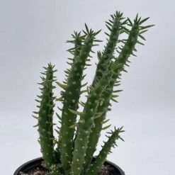 Austrocylindropuntia Subulata, Pink Eve’s Pin Needle Cactus, Opuntia Cactus, Opuntia Subulata Cylindrica, Austrocylindropuntia Subulata -Cheap Plantly Store il fullxfull.3243790144 ypgt