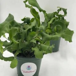 Curly Sue Big In 4 Inch Pot, Epiphyllium Guatemalensis Mostrouse, Curly Locks Orchid Cactus, Pink Flower Cactus, Grows Large -Cheap Plantly Store il fullxfull.3243799046 a93i