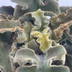 Kalanchoe Feltbush, Felt Bush, Velvet Elephant Ear, Elephant's Ear Kalanchoe Beharensis, Kalanchoe Fang Felt Plant -Cheap Plantly Store il fullxfull.3243805786 dc1o