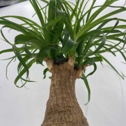 Ponytail Palm Tree, Nolina Recurvata, Beaucarnea Recurvata -Cheap Plantly Store il fullxfull.3243819550 jtgy