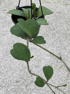 Hoya Kerrii Heart On The Vine Very Long SweetHeart Plant -Cheap Plantly Store il fullxfull.3247105593 oz17