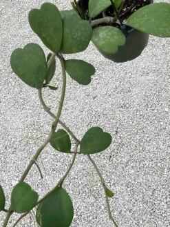 Hoya Kerrii Heart On The Vine Very Long SweetHeart Plant -Cheap Plantly Store il fullxfull.3247105653 r6b3