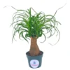 Ponytail Palm Tree, Nolina Recurvata, Beaucarnea Recurvata 1 Ponytail Palm Tree, Nolina Recurvata, Beaucarnea Recurvata -Cheap Plantly Store il fullxfull.3247882024 t4x8