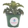 Kalanchoe Feltbush, Felt Bush, Velvet Elephant Ear, Elephant's Ear Kalanchoe Beharensis, Kalanchoe Fang Felt Plant