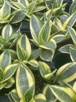 Golden Hahnii, Yellow And Green Snake Plant, Variegated Sansevieria Trifasciata, Well Rooted Starter Succulent Snakeplant In 2 Inch Pot -Cheap Plantly Store il fullxfull.3252396952 dvsj