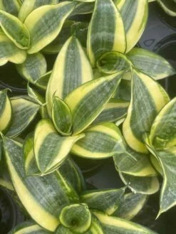 Golden Hahnii, Yellow And Green Snake Plant, Variegated Sansevieria Trifasciata, Well Rooted Starter Succulent Snakeplant In 2 Inch Pot -Cheap Plantly Store il fullxfull.3252396954 m43y