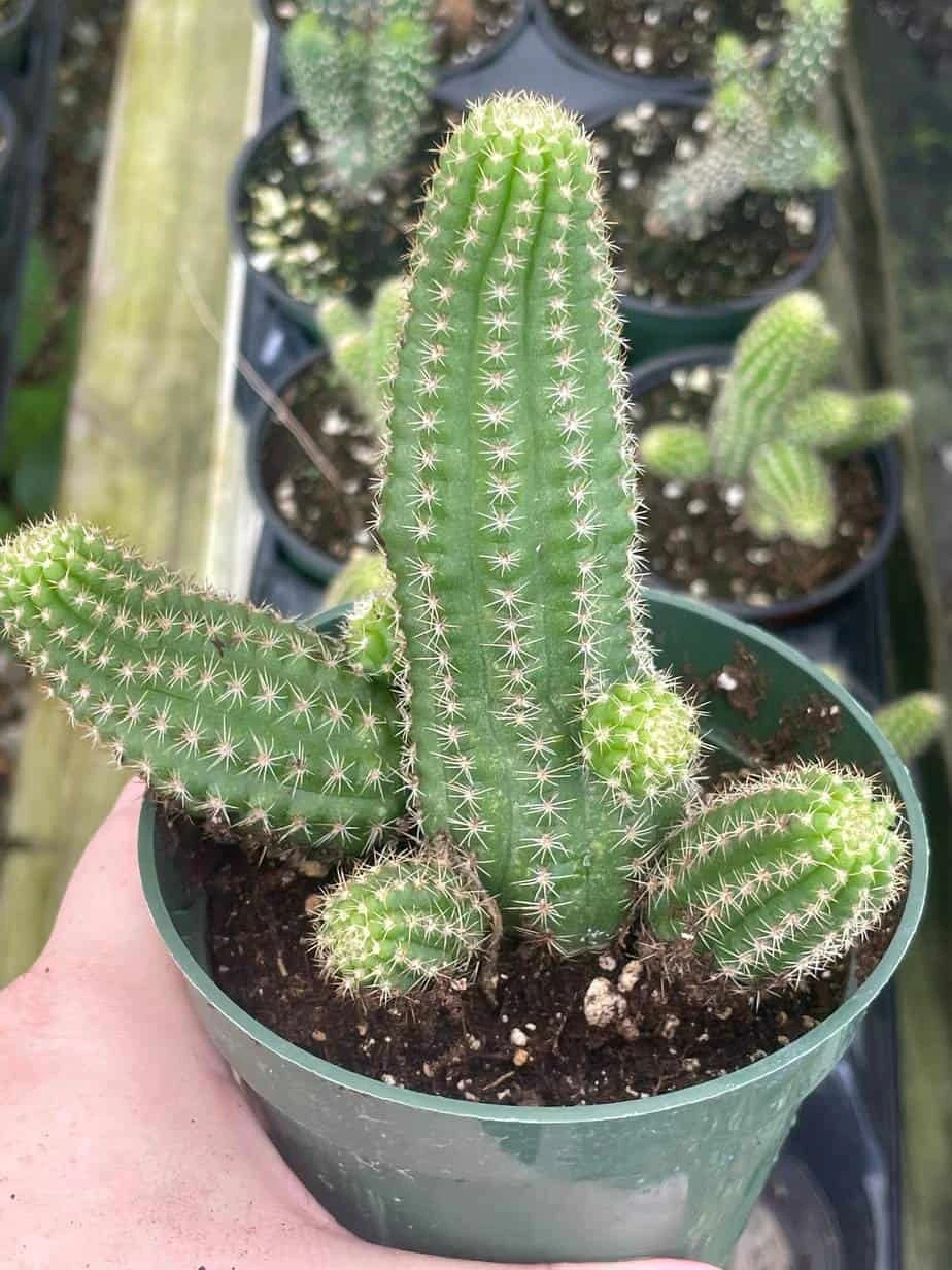 Peanut Cactus, Echinopsis Chamaecereus, Beautiful Healthy Well Rooted Starter Plant In 4 Inch Pot 5 Peanut Cactus, Echinopsis Chamaecereus, Beautiful Healthy Well Rooted Starter Plant In 4 Inch Pot - Image 3