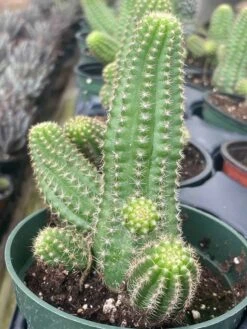 Peanut Cactus, Echinopsis Chamaecereus, Beautiful Healthy Well Rooted Starter Plant In 4 Inch Pot 14 Peanut Cactus, Echinopsis Chamaecereus, Beautiful Healthy Well Rooted Starter Plant In 4 Inch Pot -Cheap Plantly Store il fullxfull.3252401796 cp6j