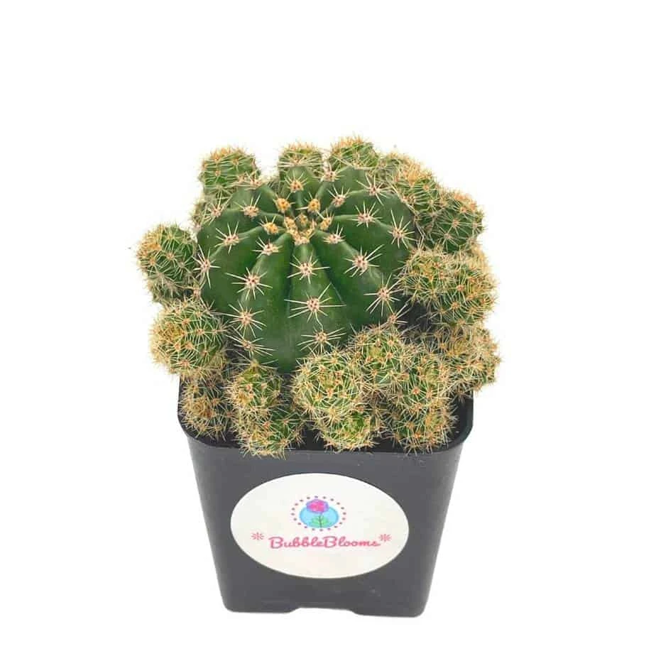 Pink Easter Lily Cactus Echinopsis Oxygona Echinobivia Rainbow Bursts Eyriesii Night-Blooming Hedge-Hogs. Live Succulent Plant In 4 Inch Pot 3 Pink Easter Lily Cactus Echinopsis Oxygona Echinobivia Rainbow Bursts Eyriesii Night-Blooming Hedge-Hogs. Live Succulent Plant In 4 Inch Pot