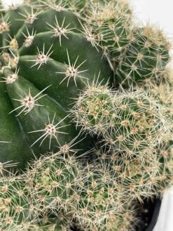 Pink Easter Lily Cactus Echinopsis Oxygona Echinobivia Rainbow Bursts Eyriesii Night-Blooming Hedge-Hogs. Live Succulent Plant In 4 Inch Pot 14 Pink Easter Lily Cactus Echinopsis Oxygona Echinobivia Rainbow Bursts Eyriesii Night-Blooming Hedge-Hogs. Live Succulent Plant In 4 Inch Pot -Cheap Plantly Store il fullxfull.3255867678 5n5x