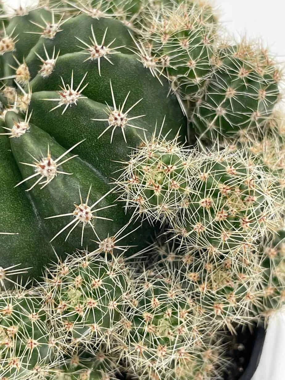 Pink Easter Lily Cactus Echinopsis Oxygona Echinobivia Rainbow Bursts Eyriesii Night-Blooming Hedge-Hogs. Live Succulent Plant In 4 Inch Pot 8 Pink Easter Lily Cactus Echinopsis Oxygona Echinobivia Rainbow Bursts Eyriesii Night-Blooming Hedge-Hogs. Live Succulent Plant In 4 Inch Pot - Image 6