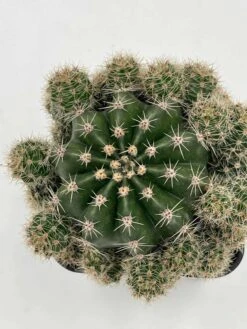 Pink Easter Lily Cactus Echinopsis Oxygona Echinobivia Rainbow Bursts Eyriesii Night-Blooming Hedge-Hogs. Live Succulent Plant In 4 Inch Pot 15 Pink Easter Lily Cactus Echinopsis Oxygona Echinobivia Rainbow Bursts Eyriesii Night-Blooming Hedge-Hogs. Live Succulent Plant In 4 Inch Pot -Cheap Plantly Store il fullxfull.3255867684 cenx