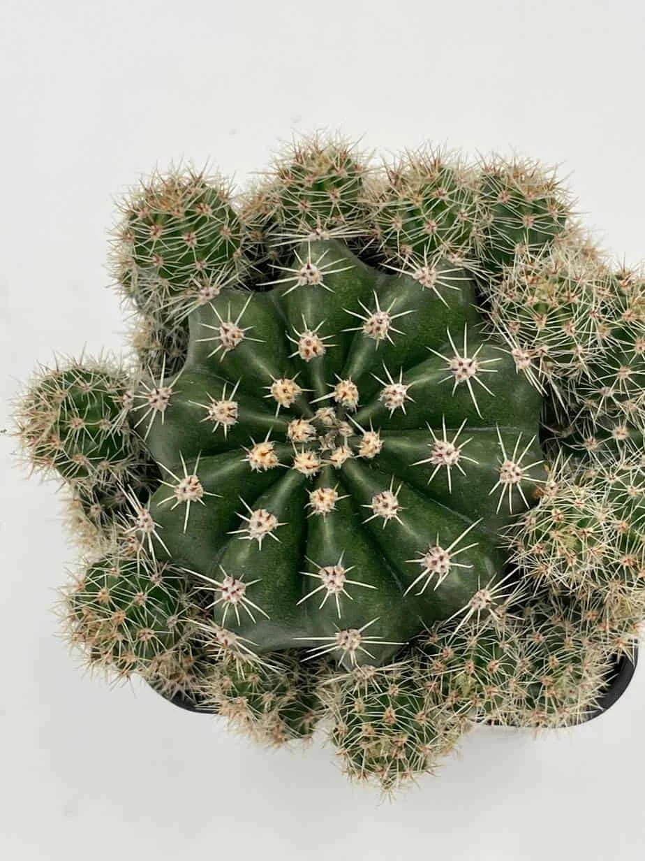 Pink Easter Lily Cactus Echinopsis Oxygona Echinobivia Rainbow Bursts Eyriesii Night-Blooming Hedge-Hogs. Live Succulent Plant In 4 Inch Pot 9 Pink Easter Lily Cactus Echinopsis Oxygona Echinobivia Rainbow Bursts Eyriesii Night-Blooming Hedge-Hogs. Live Succulent Plant In 4 Inch Pot - Image 7