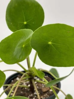 Pilea Peperomioides / Chinese Money Plant / Chinese Missionary Plant -Cheap Plantly Store il fullxfull.3262411398 dke4
