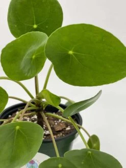 Pilea Peperomioides / Chinese Money Plant / Chinese Missionary Plant -Cheap Plantly Store il fullxfull.3262411416 53vn