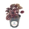 Red Emerald Ripple Peperomia, Emerald Ripple Pepper, Red Platinum, Ivy-leaf Peperomia, Green Ripple, Peperomia Caperata Yunck, 4 Inch 2 Red Emerald Ripple Peperomia, Emerald Ripple Pepper, Red Platinum, Ivy-leaf Peperomia, Green Ripple, Peperomia Caperata Yunck, 4 Inch -Cheap Plantly Store il fullxfull.3262413936 m6pa