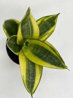 Golden Hahnii, Yellow And Green Snake Plant, Variegated Sansevieria Trifasciata, Well Rooted Starter Succulent Snakeplant In 2 Inch Pot -Cheap Plantly Store il fullxfull.3262431222 n803