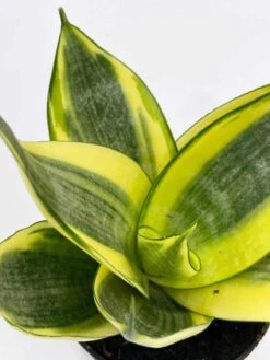 Golden Hahnii, Yellow And Green Snake Plant, Variegated Sansevieria Trifasciata, Well Rooted Starter Succulent Snakeplant In 2 Inch Pot -Cheap Plantly Store il fullxfull.3262431224 o2mg