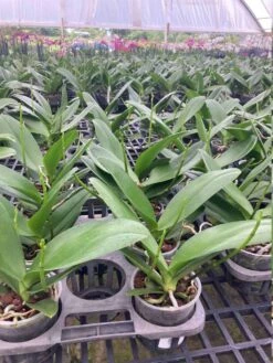 Purple Phalaenopsis Orchid Orchidaceae 'Moth Orchids' Blooming Size From Hawaii -Cheap Plantly Store il fullxfull.3280125374 8e2u