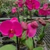 Purple Phalaenopsis Orchid Orchidaceae 'Moth Orchids' Blooming Size From Hawaii