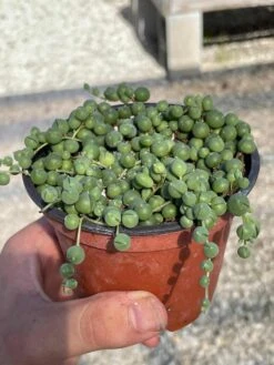 String Of Pearls, Senecio Rowleyanus, String Of Peas, String Of Beads, Necklace Succulent, Well Rooted Very Filled Healthy, String-of-pearls 14 String Of Pearls, Senecio Rowleyanus, String Of Peas, String Of Beads, Necklace Succulent, Well Rooted Very Filled Healthy, String-of-pearls -Cheap Plantly Store il fullxfull.3281785990 s4cp