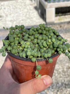 String Of Pearls, Senecio Rowleyanus, String Of Peas, String Of Beads, Necklace Succulent, Well Rooted Very Filled Healthy, String-of-pearls 15 String Of Pearls, Senecio Rowleyanus, String Of Peas, String Of Beads, Necklace Succulent, Well Rooted Very Filled Healthy, String-of-pearls -Cheap Plantly Store il fullxfull.3281785994 pu01