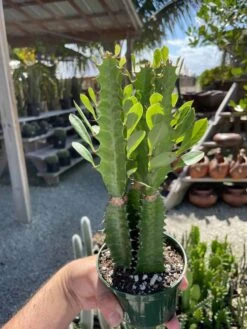 Original African Milk Tree, Euphorbia Trigona Green, Non-Variegated, Giant Big Thick Multi Branches, In A 4 Inch Pot, Well Rooted Beautiful -Cheap Plantly Store il fullxfull.3281837474 90qd