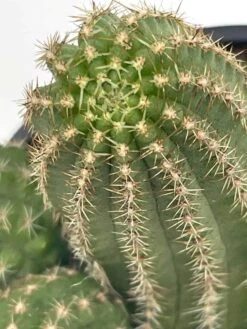Peanut Cactus, Echinopsis Chamaecereus, Beautiful Healthy Well Rooted Starter Plant In 4 Inch Pot 17 Peanut Cactus, Echinopsis Chamaecereus, Beautiful Healthy Well Rooted Starter Plant In 4 Inch Pot -Cheap Plantly Store il fullxfull.3281931996 qnjf