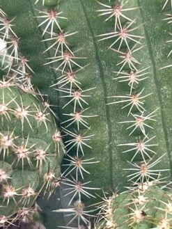 Peanut Cactus, Echinopsis Chamaecereus, Beautiful Healthy Well Rooted Starter Plant In 4 Inch Pot 15 Peanut Cactus, Echinopsis Chamaecereus, Beautiful Healthy Well Rooted Starter Plant In 4 Inch Pot -Cheap Plantly Store il fullxfull.3281931998 ratw