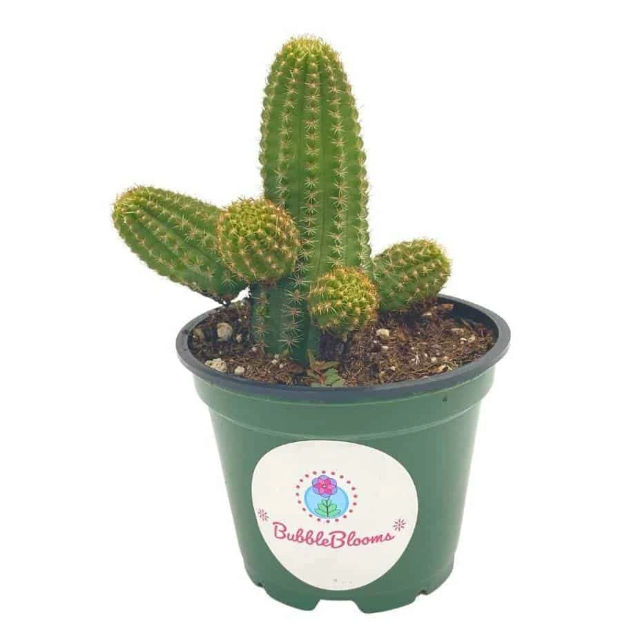 Peanut Cactus, Echinopsis Chamaecereus, Beautiful Healthy Well Rooted Starter Plant In 4 Inch Pot 3 Peanut Cactus, Echinopsis Chamaecereus, Beautiful Healthy Well Rooted Starter Plant In 4 Inch Pot