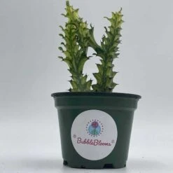 Variegated Euphorbia Trigona, 4 Inch Pot Tricolor African Milktree, Varigated 1 Stem Per Pot -Cheap Plantly Store il fullxfull.3291468395 7bf5