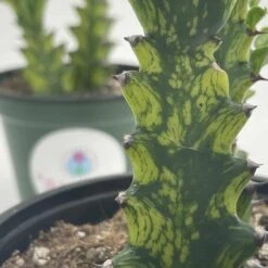 Variegated Euphorbia Trigona, 4 Inch Pot Tricolor African Milktree, Varigated 1 Stem Per Pot -Cheap Plantly Store il fullxfull.3291468993 h6r8