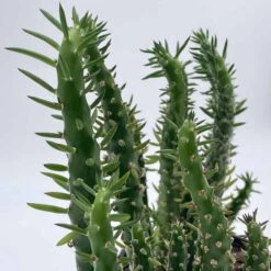 Austrocylindropuntia Subulata, Pink Eve’s Pin Needle Cactus, Opuntia Cactus, Opuntia Subulata Cylindrica, Austrocylindropuntia Subulata -Cheap Plantly Store il fullxfull.3291476681 731c