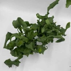 Curly Sue Big In 4 Inch Pot, Epiphyllium Guatemalensis Mostrouse, Curly Locks Orchid Cactus, Pink Flower Cactus, Grows Large -Cheap Plantly Store il fullxfull.3291485467 6ocg