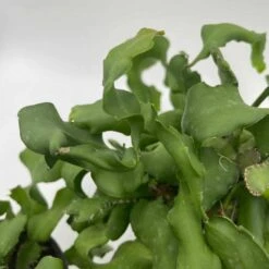 Curly Sue Big In 4 Inch Pot, Epiphyllium Guatemalensis Mostrouse, Curly Locks Orchid Cactus, Pink Flower Cactus, Grows Large -Cheap Plantly Store il fullxfull.3291485473 54ip