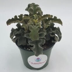 Kalanchoe Feltbush, Felt Bush, Velvet Elephant Ear, Elephant's Ear Kalanchoe Beharensis, Kalanchoe Fang Felt Plant -Cheap Plantly Store il fullxfull.3291492289 cak6