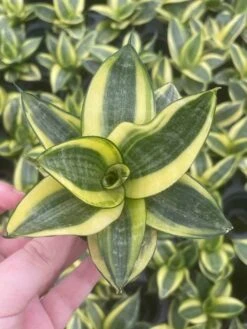Golden Hahnii, Yellow And Green Snake Plant, Variegated Sansevieria Trifasciata, Well Rooted Starter Succulent Snakeplant In 2 Inch Pot -Cheap Plantly Store il fullxfull.3300083143 m50q