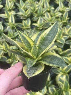 Golden Hahnii, Yellow And Green Snake Plant, Variegated Sansevieria Trifasciata, Well Rooted Starter Succulent Snakeplant In 2 Inch Pot -Cheap Plantly Store il fullxfull.3300083377 e969