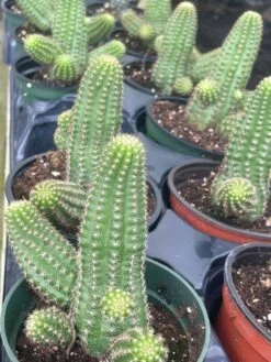 Peanut Cactus, Echinopsis Chamaecereus, Beautiful Healthy Well Rooted Starter Plant In 4 Inch Pot 13 Peanut Cactus, Echinopsis Chamaecereus, Beautiful Healthy Well Rooted Starter Plant In 4 Inch Pot -Cheap Plantly Store il fullxfull.3300088127 dxby