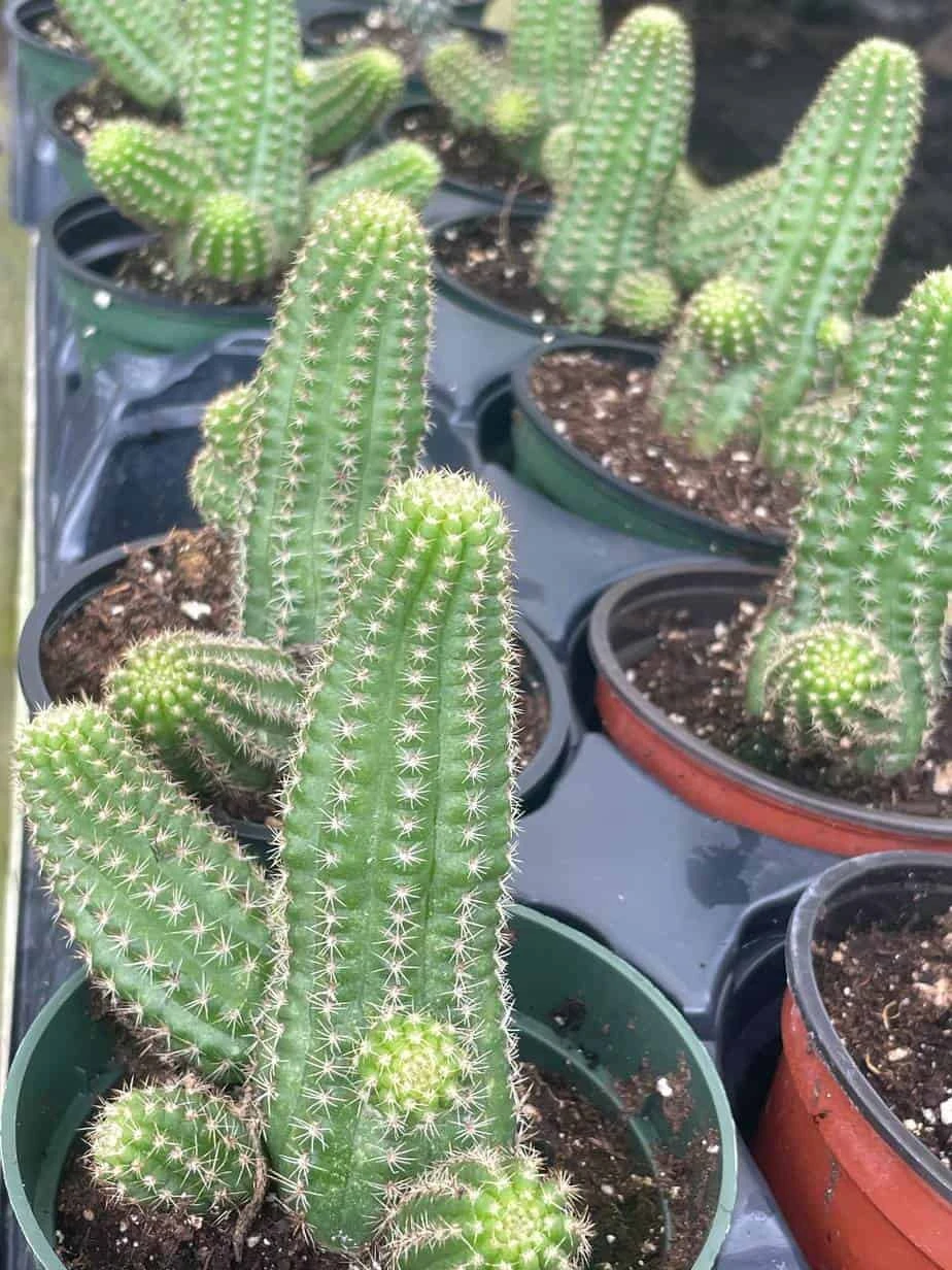 Peanut Cactus, Echinopsis Chamaecereus, Beautiful Healthy Well Rooted Starter Plant In 4 Inch Pot 6 Peanut Cactus, Echinopsis Chamaecereus, Beautiful Healthy Well Rooted Starter Plant In 4 Inch Pot - Image 4