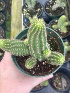 Peanut Cactus, Echinopsis Chamaecereus, Beautiful Healthy Well Rooted Starter Plant In 4 Inch Pot 11 Peanut Cactus, Echinopsis Chamaecereus, Beautiful Healthy Well Rooted Starter Plant In 4 Inch Pot -Cheap Plantly Store il fullxfull.3300088227 4tbr