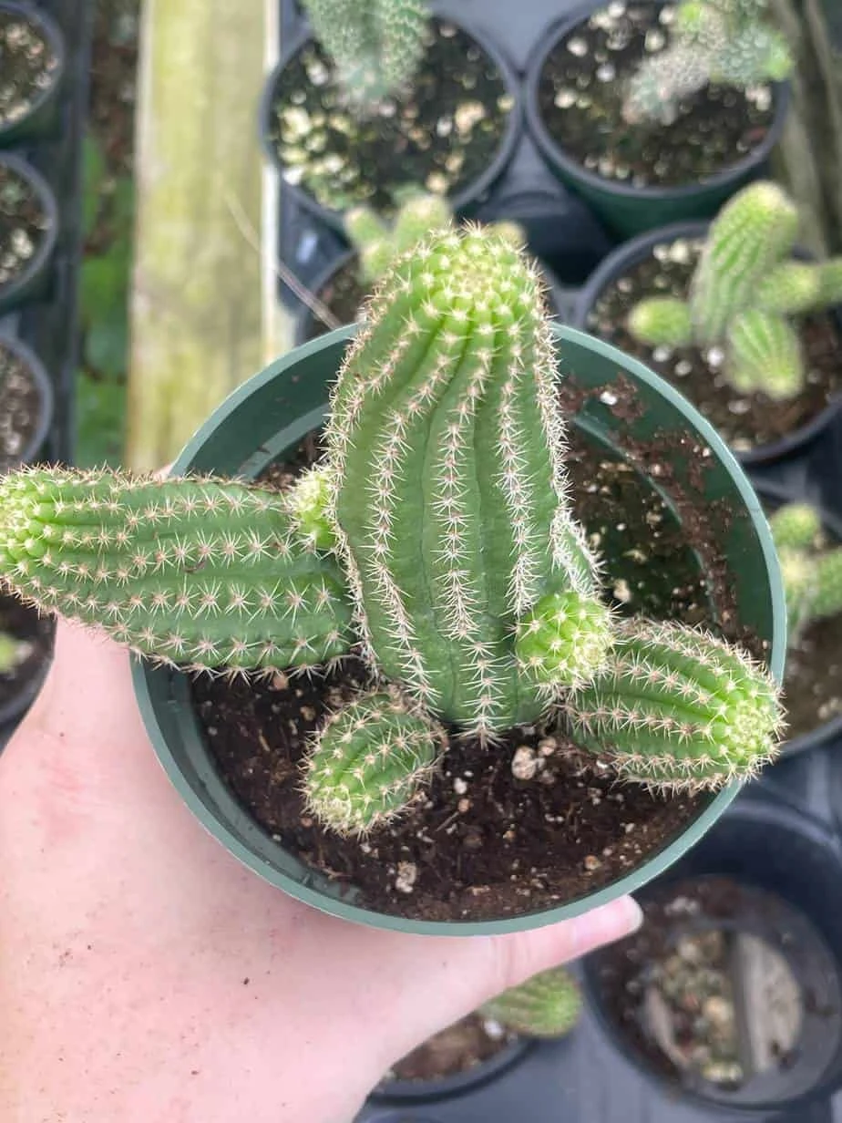 Peanut Cactus, Echinopsis Chamaecereus, Beautiful Healthy Well Rooted Starter Plant In 4 Inch Pot 4 Peanut Cactus, Echinopsis Chamaecereus, Beautiful Healthy Well Rooted Starter Plant In 4 Inch Pot - Image 2