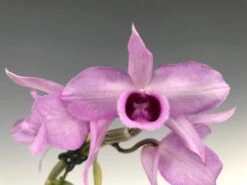 Dendrobium Anosmum Aphyllum Fragrant Orchid Live Plant From Hawaii Blooming Size -Cheap Plantly Store il fullxfull.3309120660 o38z