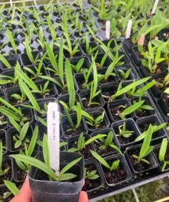 Brassocattleya Yellow Bird Orchid Comes In 2" Pot Fragrant Plant From Hawaii -Cheap Plantly Store il fullxfull.3309139850 555k