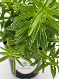 Taco Plant / Peperomia Axillaris / Happy Bean / Peperomia Ferreyrae Yunck / Philodendron Selloum, Horsehead Philodendron, Tree Philodendron -Cheap Plantly Store il fullxfull.3310094269 571r